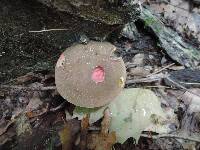 Boletus chrysenteron image