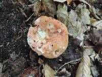 Russula compacta image