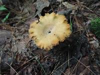 Cerioporus varius image
