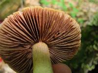Cortinarius corrugatus image
