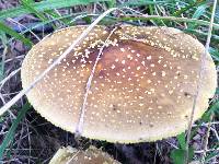 Amanita flavorubens image