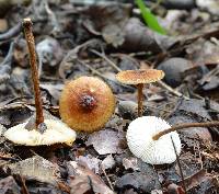 Crinipellis zonata image