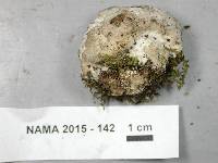 Niveoporofomes spraguei image