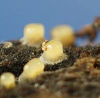 Helicogloea compressa image