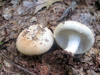 Russula compacta image