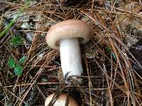 Lactarius vinaceorufescens image