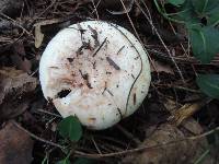Thumbnail image of current specimen