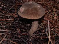 Tylopilus porphyrosporus image