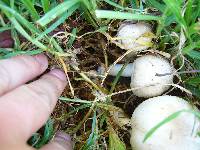 Agaricus californicus image