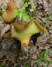 Boletinellus merulioides image