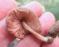 Pluteus longistriatus image