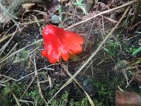 Hygrocybe acutoconica image