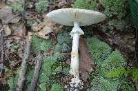 Amanita brunnescens image