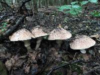 Echinoderma asperum image