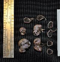 Hallingea purpurea image