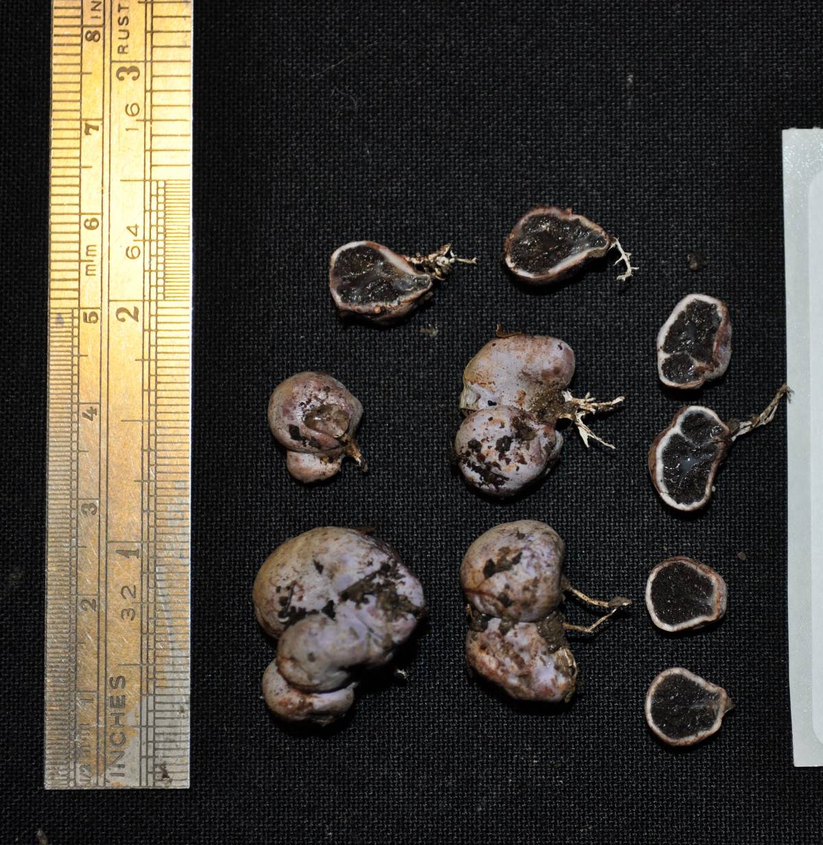 Hallingea purpurea image