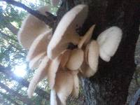Pleurotus pulmonarius image