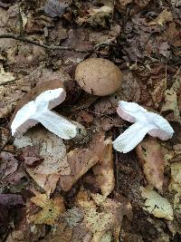 Tylopilus plumbeoviolaceus image