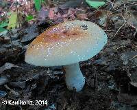 Russula compacta image