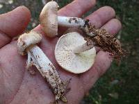 Rhodocollybia maculata image