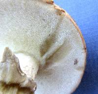 Boletus pallidus image