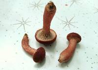 Phylloporopsis boletinoides image