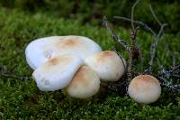 Rhodocollybia maculata image