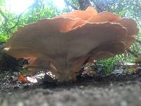 Laetiporus cincinnatus image