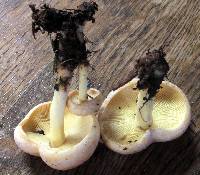 Rhodocollybia maculata image