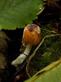 Image Associated With the Occurrence