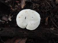 Clitopilus prunulus image