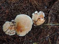 Rhodocollybia maculata image