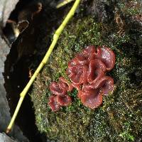 Ascocoryne sarcoides image