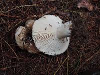 Russula densifolia image