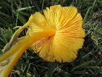 Hygrocybe acutoconica image