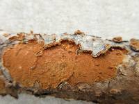 Hymenochaete cinnamomea image