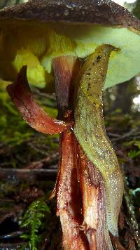 Boletellus mirabilis image