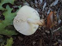 Pluteus petasatus image