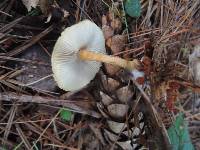 Cystoderma amianthinum image