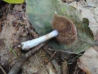 Cortinarius alboviolaceus image