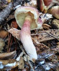 Thumbnail image of current specimen