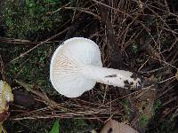 Hygrophorus eburneus image