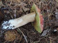 Boletus chippewaensis image