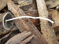 Parasola lactea image