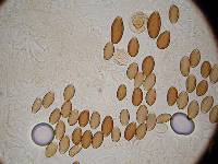 Psilocybe azurescens image