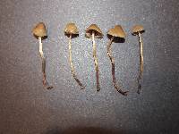 Psilocybe pelliculosa image