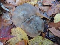 Lyophyllum fuligineum image