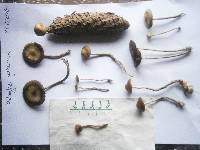 Psilocybe bohemica image