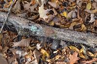 Reticularia splendens image