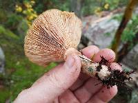 Lactarius rubescens image